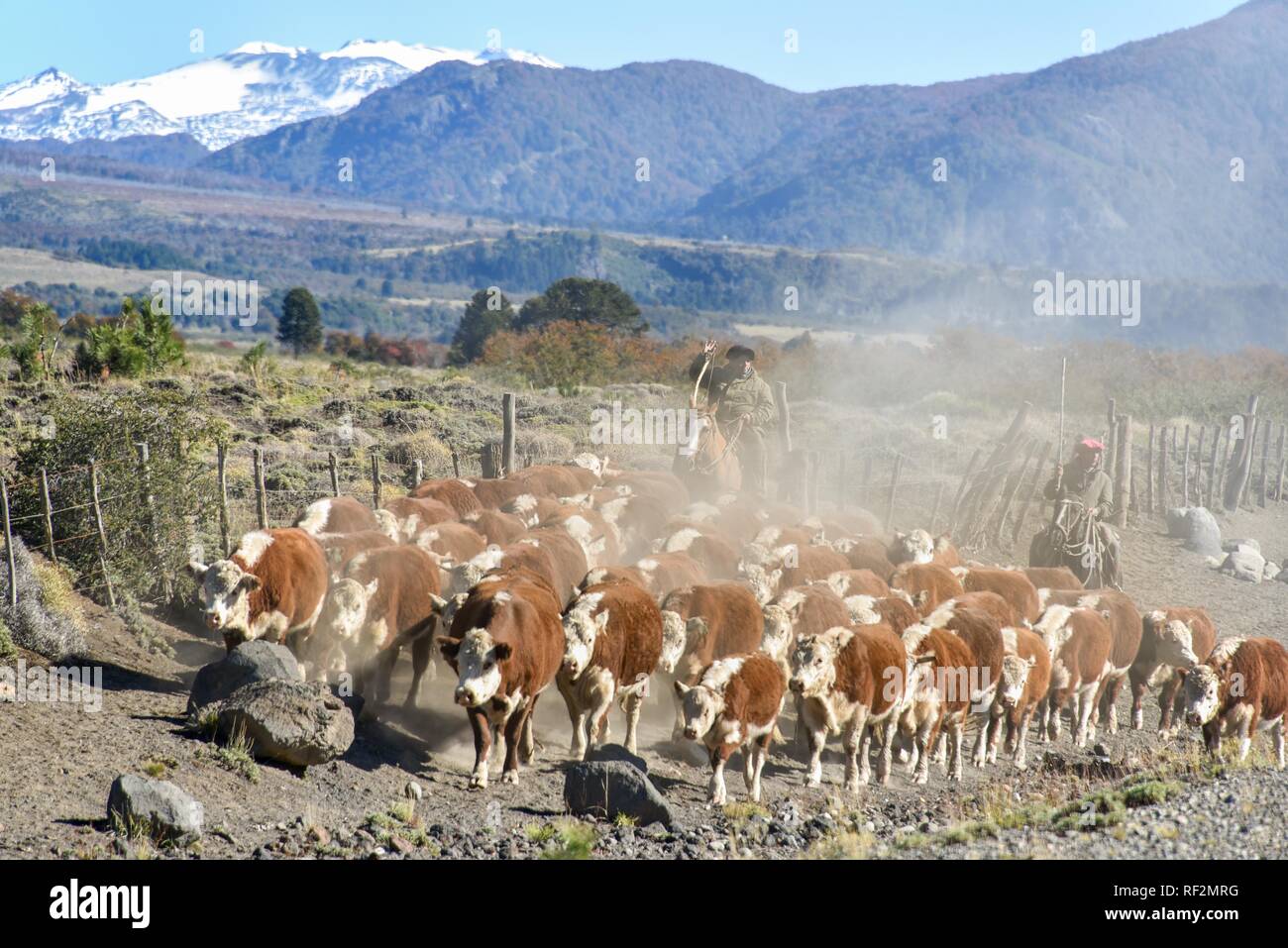 Los Gauchos a caballo en el arreo de ganado, Parque Nacional Lanin, Patagonia, Argentina Foto de stock
