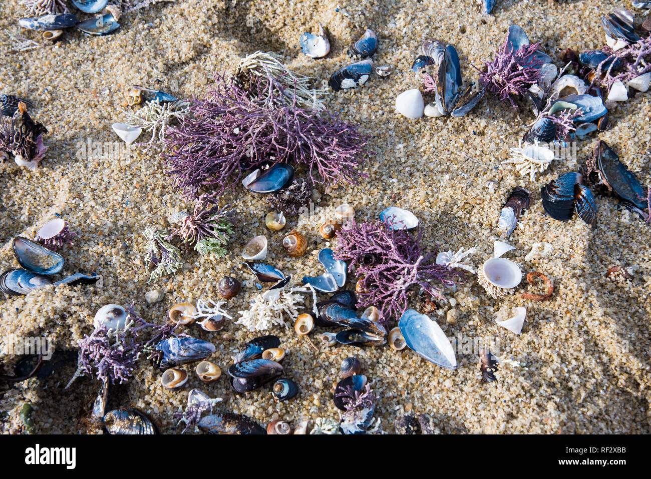 Conchas de colores, corales y criaturas del mar en la playa. Los patrones y colores cambian con cada marea entrante y saliente. Foto de stock