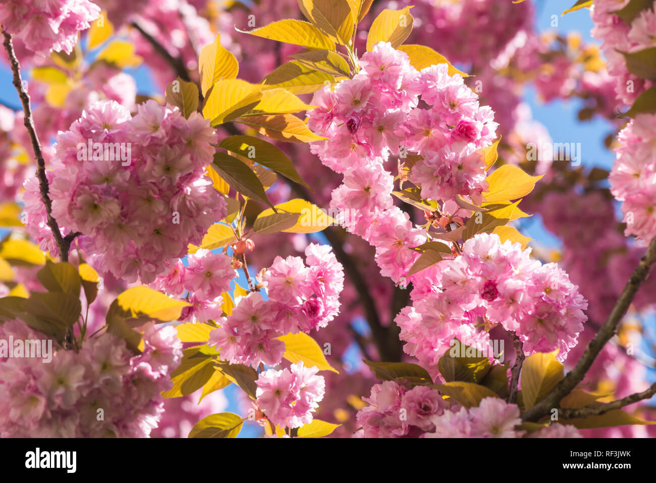 Rosa sakura flores en primavera cherrys ramitas. Antecedentes La naturaleza primaveral Foto de stock