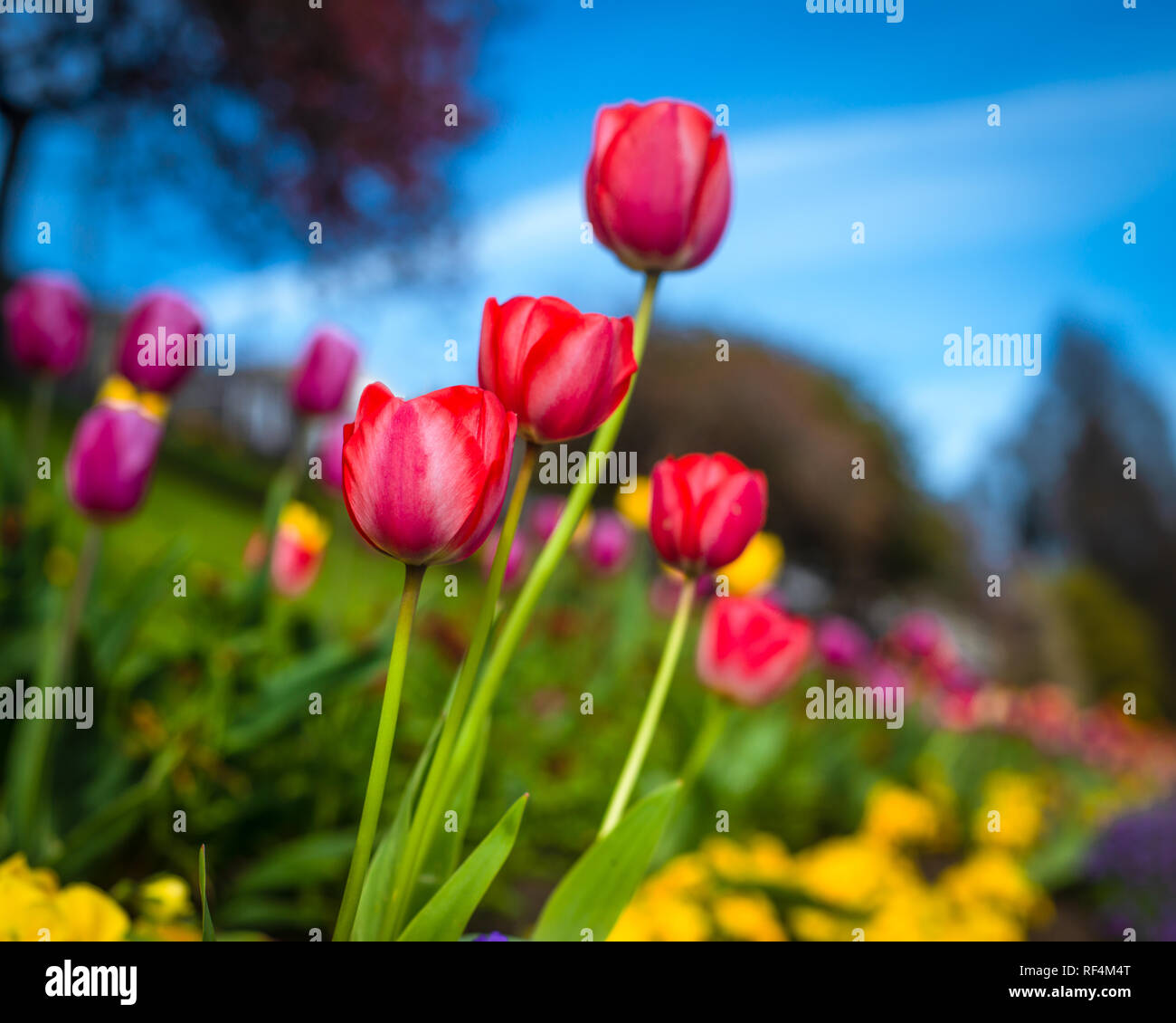 Coloridos tulipanes en un jardín en primavera Foto de stock