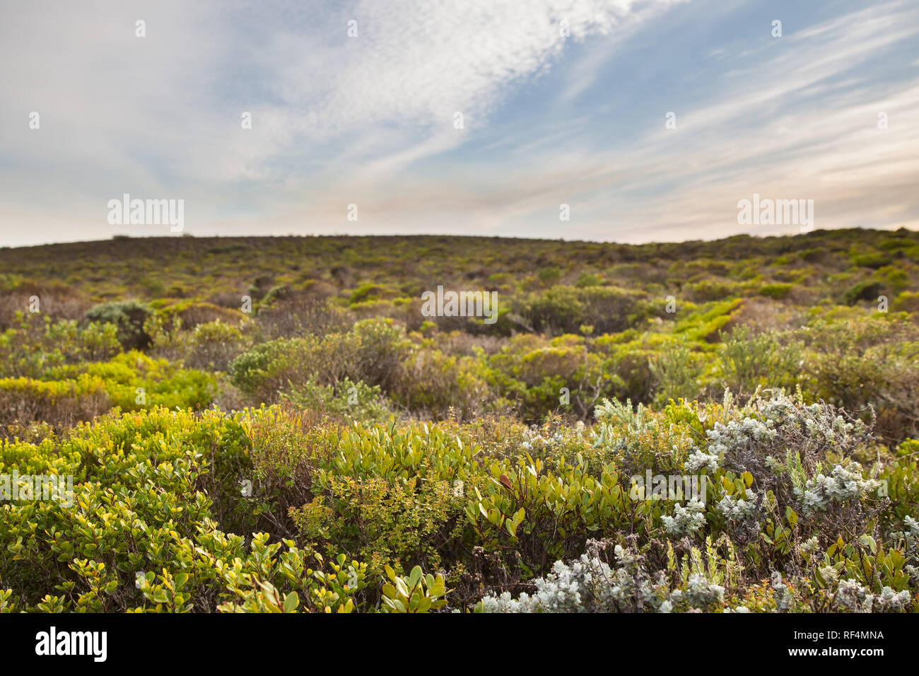 De Hoop Reserva Natural protege una importante franja de vegetación de fynbos ricos en especies en la Región Floral de El Cabo. Foto de stock