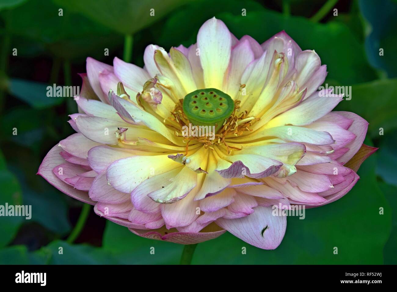 Flor de Loto - símbolo de la divina belleza y pureza. Foto de stock