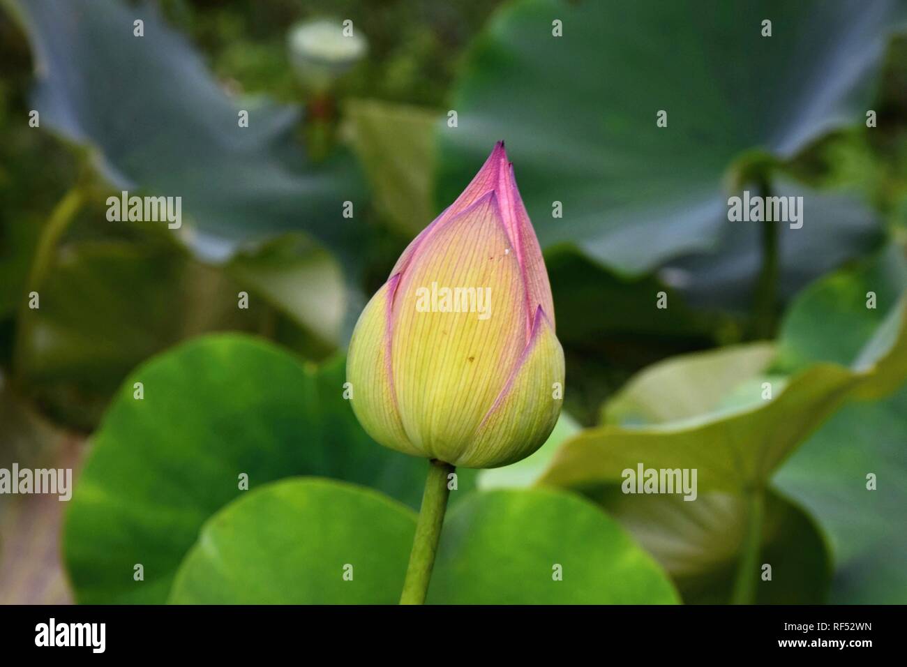 Flor de Loto - símbolo de la divina belleza y pureza. Foto de stock
