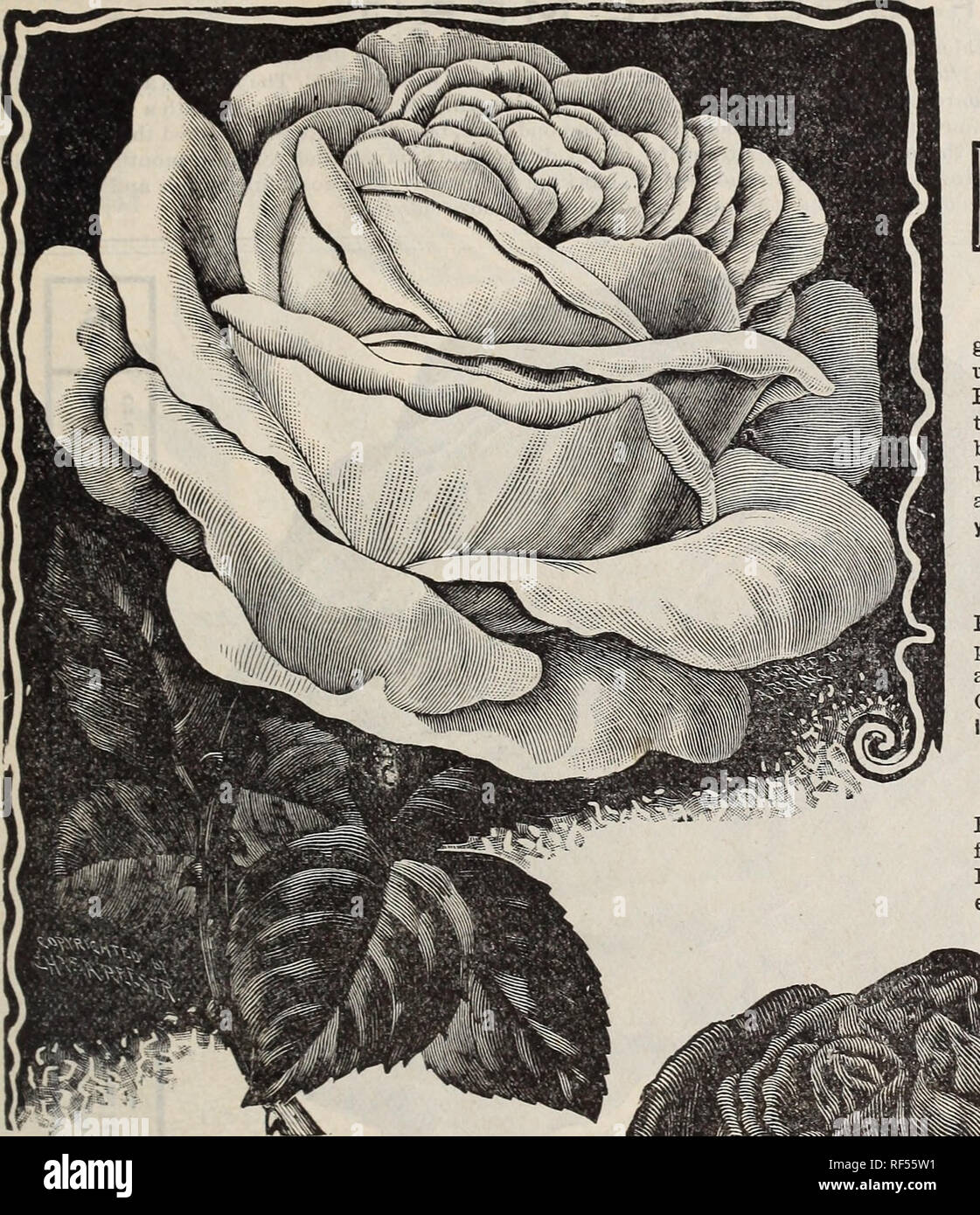 Catalogo Viveros De Springfield Ohio Catalogos Catalogos Rosas