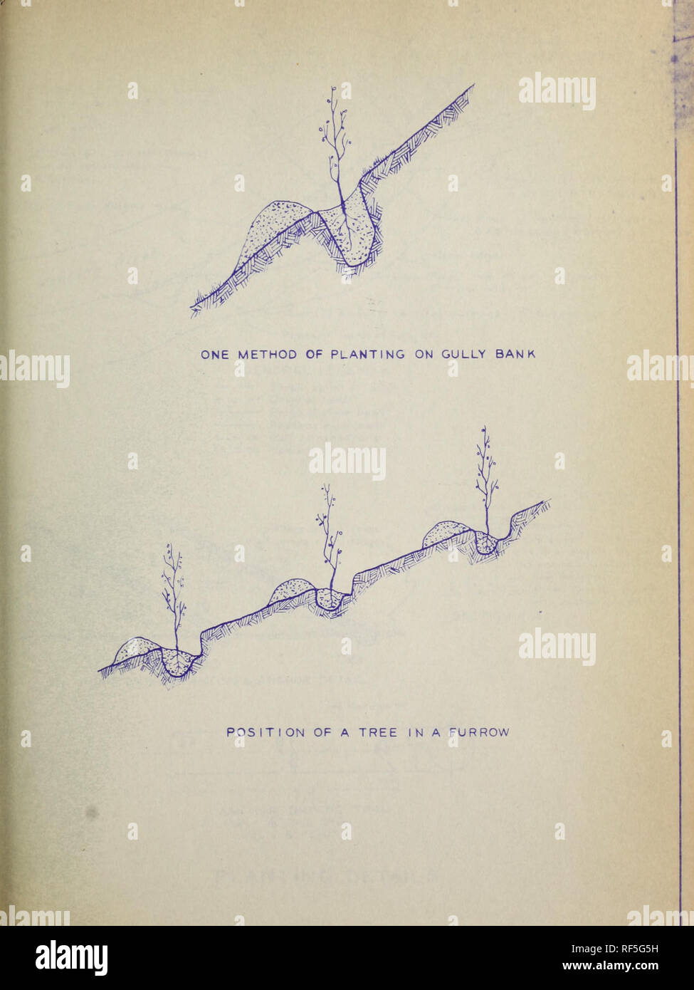 Procedimiento y técnicas para sembrar árboles y arbustos. Metodología de  plantación de árboles, arbustos. Bunnell - 3-2-35. Por favor tenga en  cuenta que estas imágenes son extraídas de la página escaneada