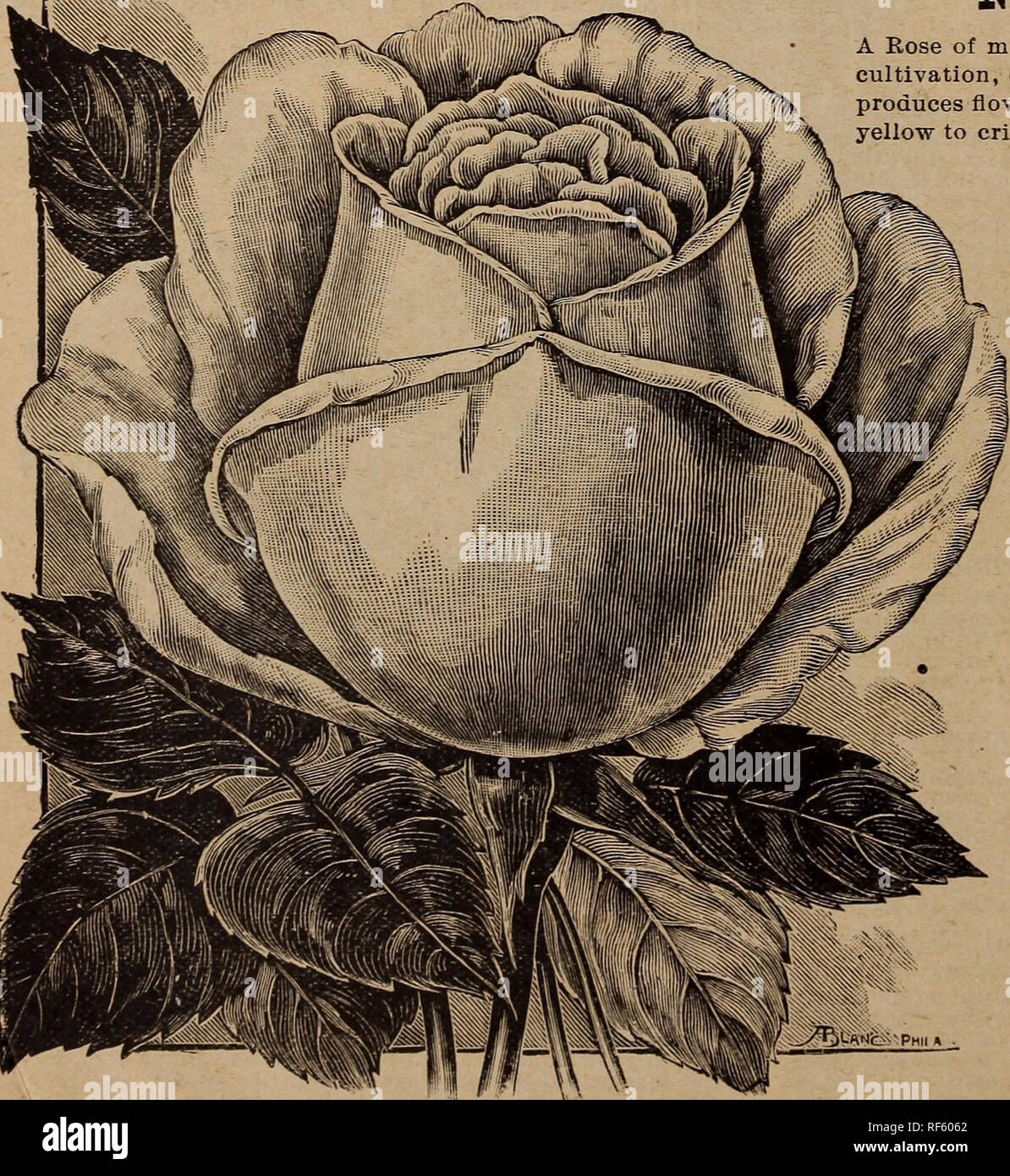 Guijarro Napier polvo 1902 Catálogo Ilustrado : hermosas flores y semillas que crecen para cada  hogar. Viveros Catálogos de Ohio; catálogos de semillas de flores; las  bombillas (Plantas) Catálogos; Plantas ornamentales; catálogos Catálogos de