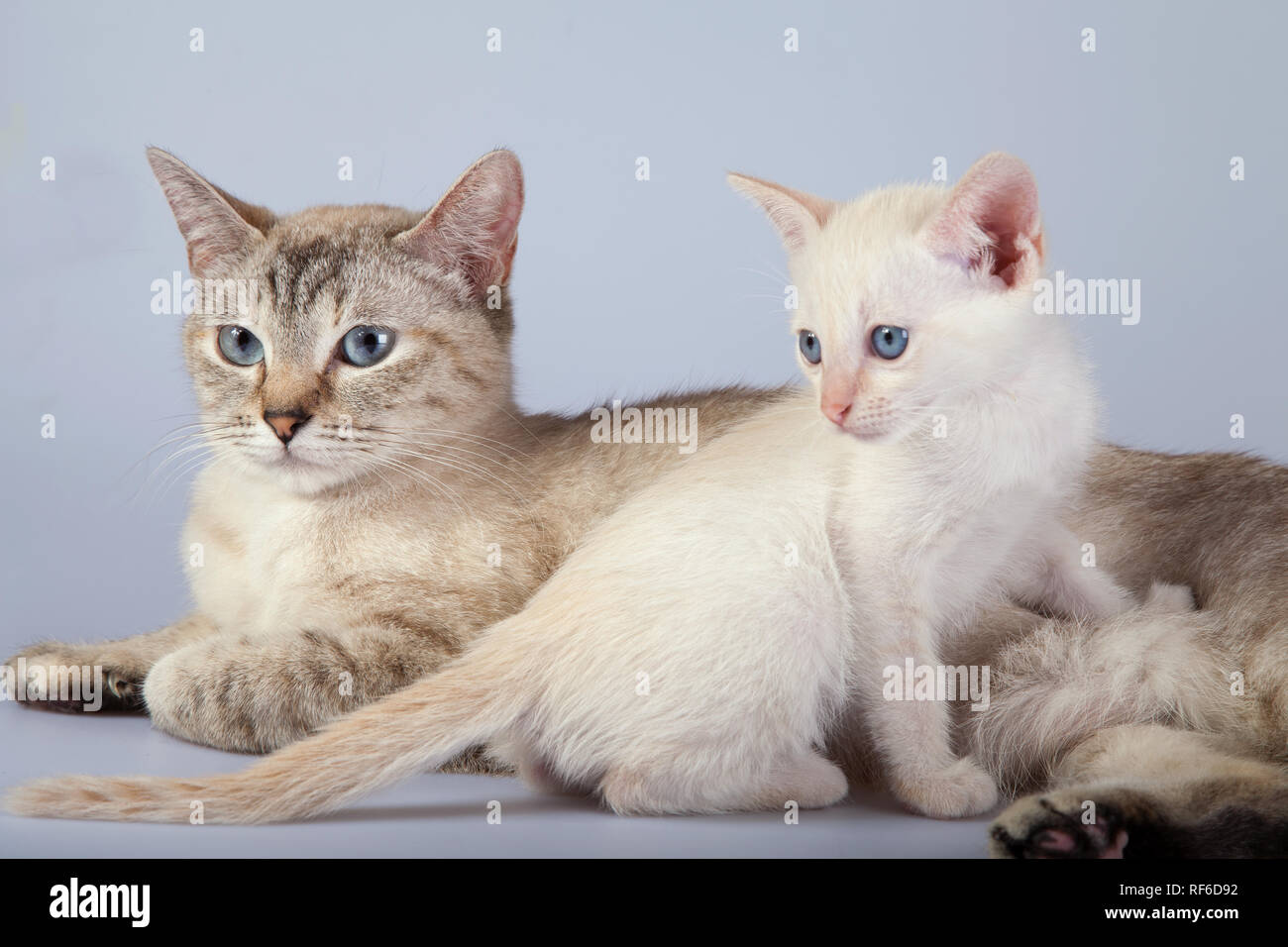 Un gato siamés sobre un fondo blanco, adulto siam atigrado punto con punto  rojo kitty Fotografía de stock - Alamy