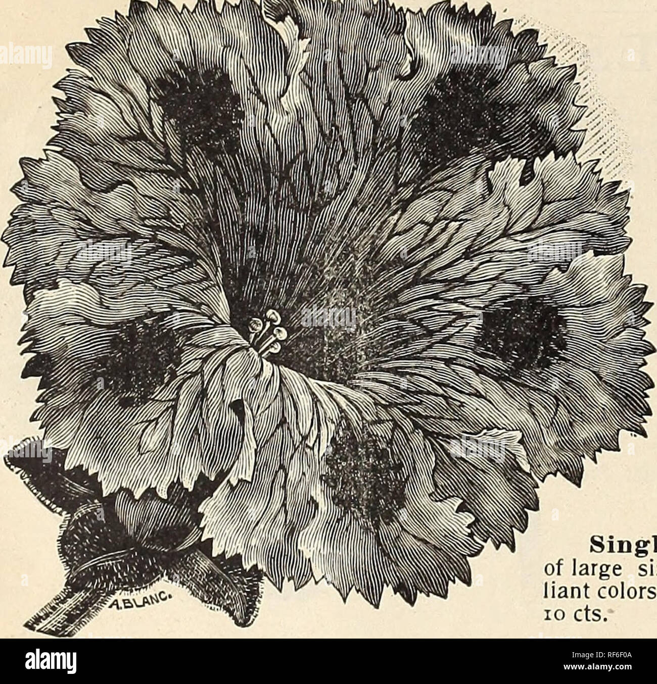 Imagen de flor de Iris CB PLATA PLATEADO COLGANTES PENDIENTES Plantae Horticulture Nuevo