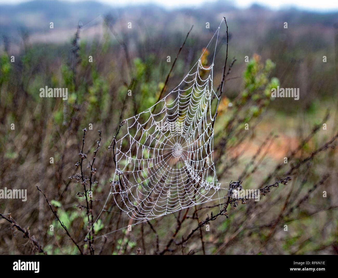 Niebla en Mission Gorge Parque Regional joyas izquierdo sobre esta tela de araña. Foto de stock