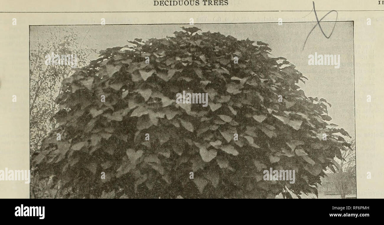 . Catálogo Descriptivo : árboles ornamentales, arbustos, enredaderas, plantas perennes, Hardy perennes y frutas. Viveros Catálogos de Pennsylvania; viveros (horticultura) Catálogos de Pennsylvania; catálogos de plántulas de árboles y arbustos ornamentales catálogos catálogos; flores; Plantas ornamentales; fruto catálogos catálogos. . Por favor tenga en cuenta que estas imágenes son extraídas de la página escaneada imágenes que podrían haber sido mejoradas digitalmente para mejorar la legibilidad, la coloración y el aspecto de estas ilustraciones pueden no parecerse perfectamente a la obra original. Thomas Meehan e hijos; Henry G. Gilbert Vivero Catálogo del comercio de semillas y col Foto de stock