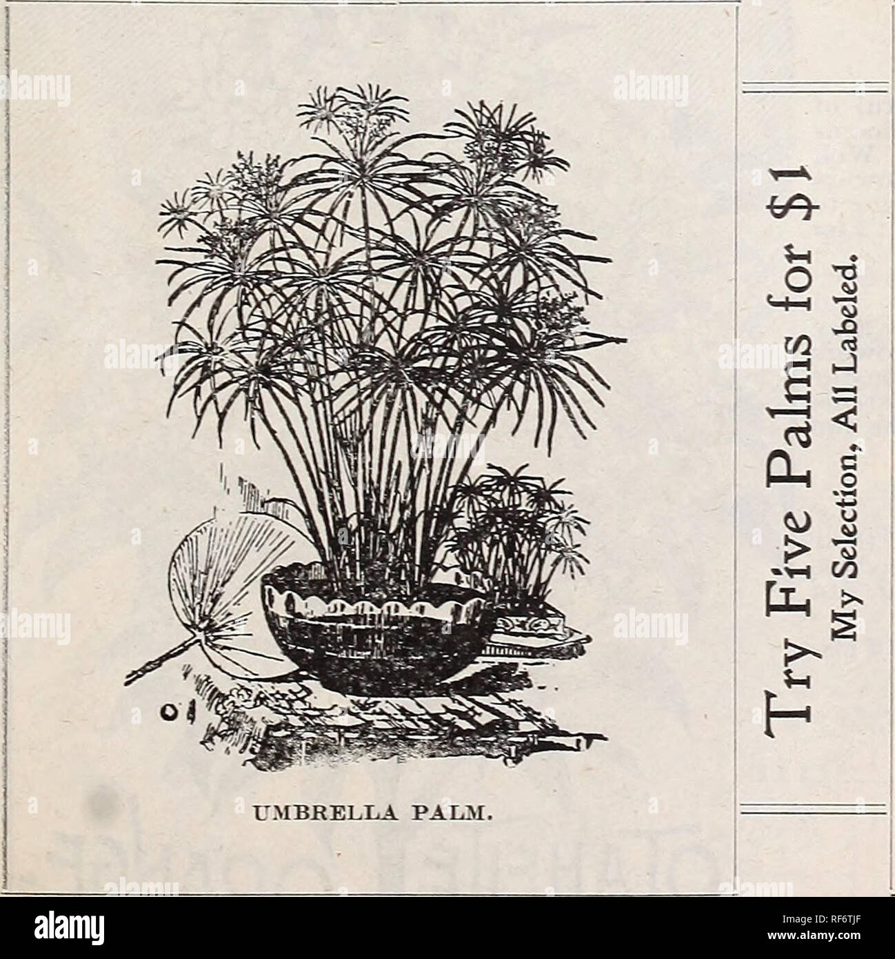 . Catálogo útil del invernadero y plantas de jardín. Viveros de