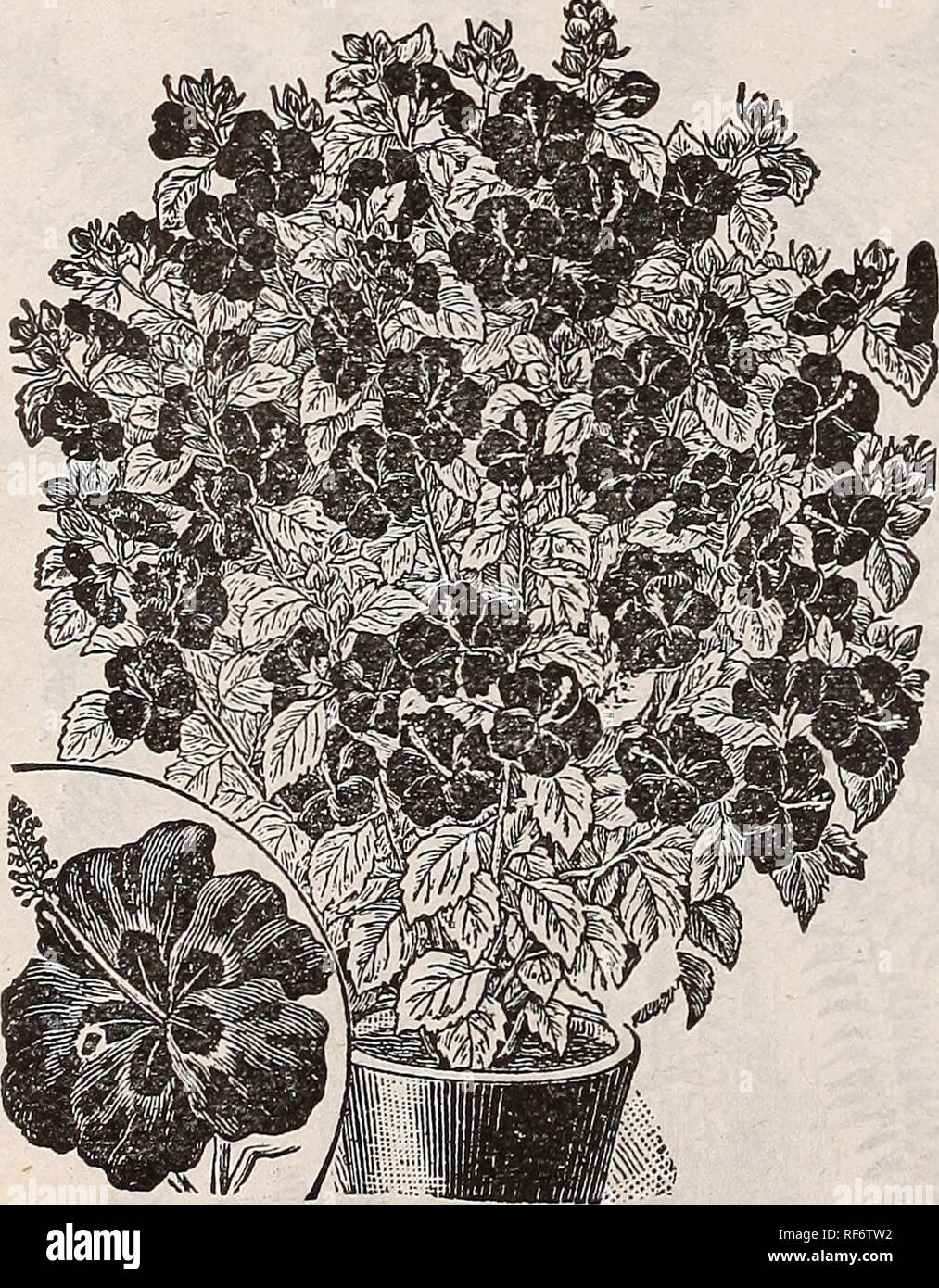 . Catálogo útil del invernadero y plantas de jardín. Viveros de