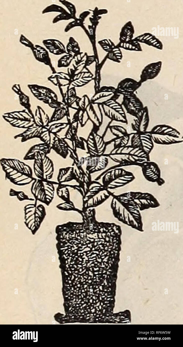 . Catálogo útil del invernadero y plantas de jardín. Viveros de