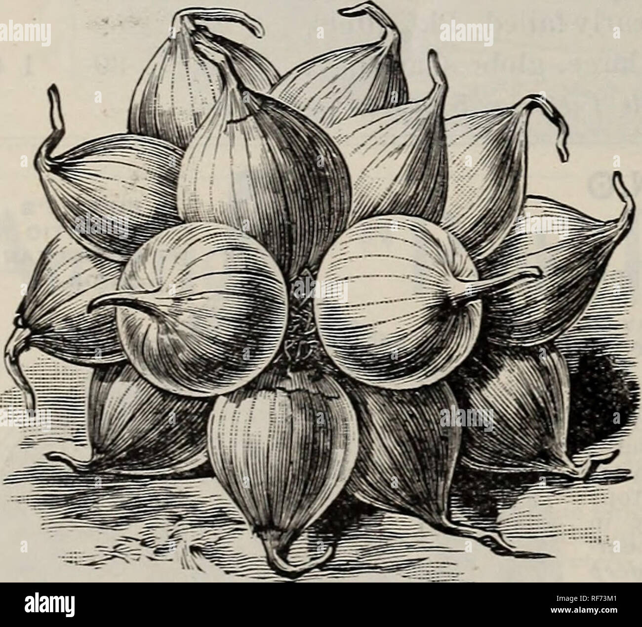 Burpee Las Semillas Que Crecen Para 1902 Catalogo Mayorista De Hortelanos Floristerias Y Los Clubes De 4 porciones tiempo de preparación: alamy