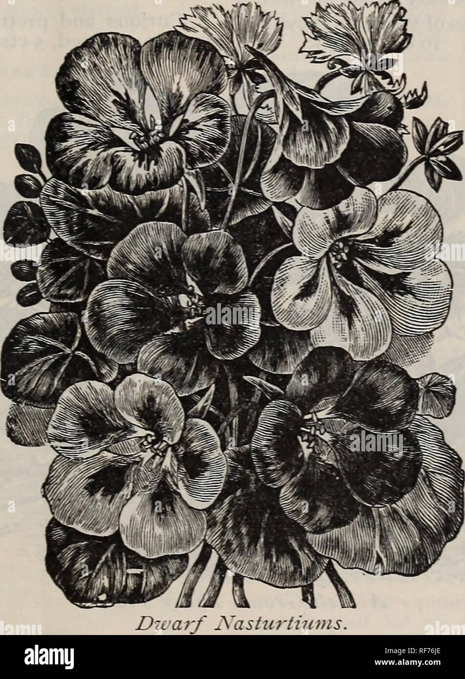 . Semillas y aperos de labranza. Viveros Catálogos de Providence Rhode Island; catálogos de semillas de hortalizas, flores de semillas; implementos agrícolas catálogos catálogos. Amapolas factibles. Por favor tenga en cuenta que estas imágenes son extraídas de la página escaneada imágenes que podrían haber sido mejoradas digitalmente para mejorar la legibilidad, la coloración y el aspecto de estas ilustraciones pueden no parecerse perfectamente a la obra original. W. E. Barrett Company; Henry G. Gilbert viveros y el comercio de semillas Catálogo Colección. Providence, R. I. : W. E. Barrett Company Foto de stock