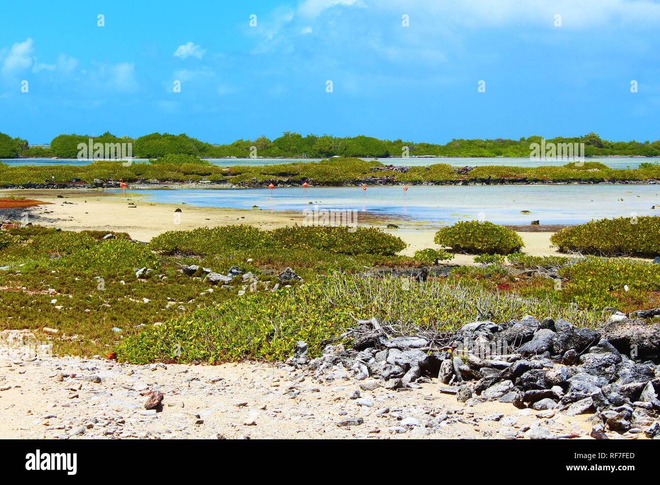 Un grupo de flamencos de pie en un poco de agua rodeado por la naturaleza, el paisaje agreste de la isla caribeña de Bonaire. Foto de stock