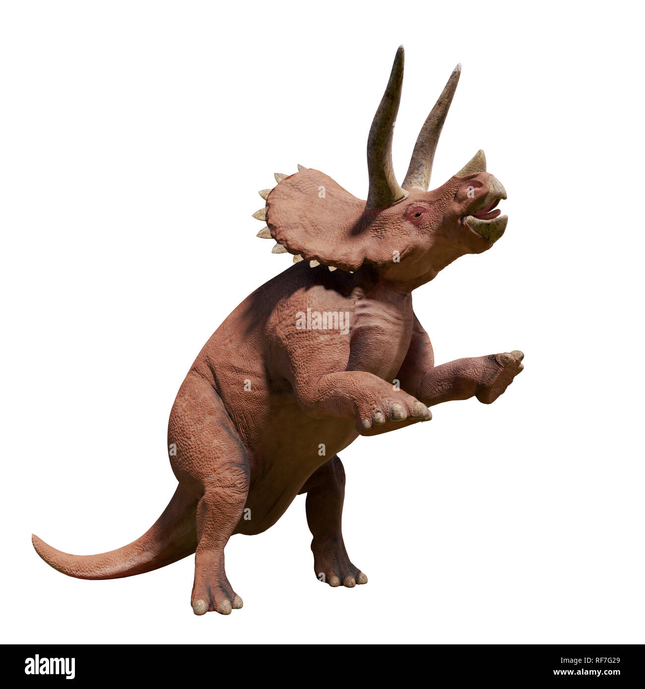 Triceratops Horridus Triceratops Dinosaurio De Finales Del Período Cretácico En Acción 