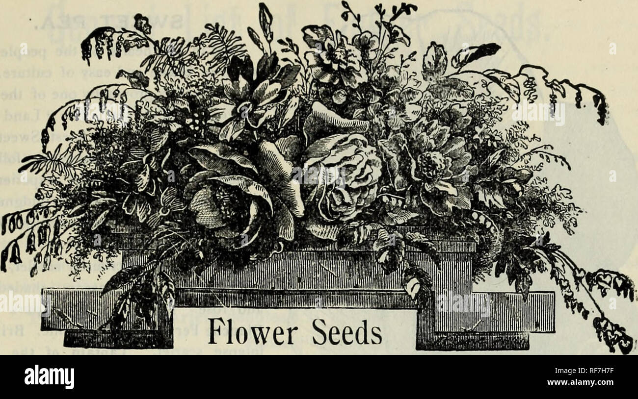 . Temporada de 1902 : Las semillas, bulbos. Viveros Catálogos de Middletown Connecticut; catálogos de semillas de hortalizas, flores de semillas catálogos; Equipos de jardinería y suministros catálogos. FRED. P. BURR &Amp; CO. CON LA LISTA DE PRECIOS. 21. -Y- Floración verano bulbos. Las primas de liberal. De todas las semillas en paquetes, el comprador podrá seleccionar iwenty y cinco céntimos de euros extra por cada dólar nos envió. Por lo tanto, nadie nos envío #1.00, puede seleccionar las semillas, en paquetes, que asciende a £1.25 ; para #2.00, el valor de £2.50, y así sucesivamente. Este descuento sólo se aplica a las semillas en paquetes. Sellos postales aceptó la misma como efectivo. General Foto de stock