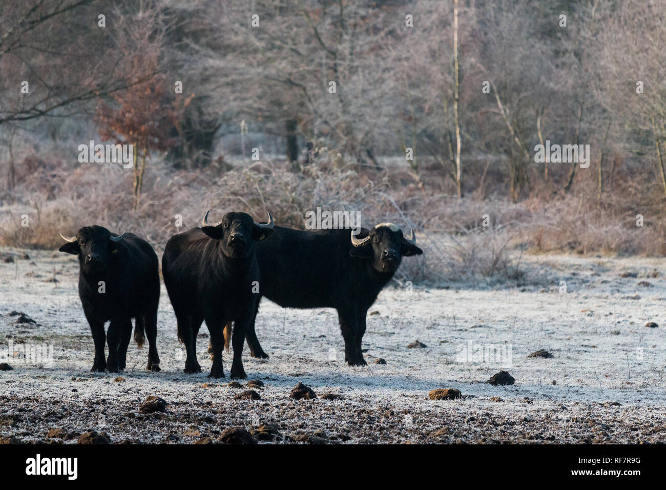 Wasserbüffel im Winter Foto de stock