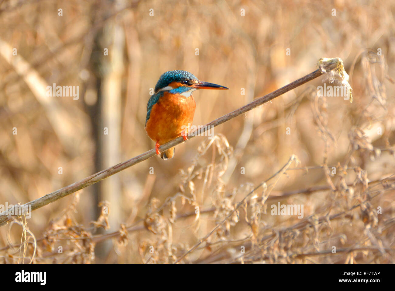 El martín pescador (Alcedo atthis) Kent (suelto Village, cerca de Maidstone) del Reino Unido. Enero Foto de stock
