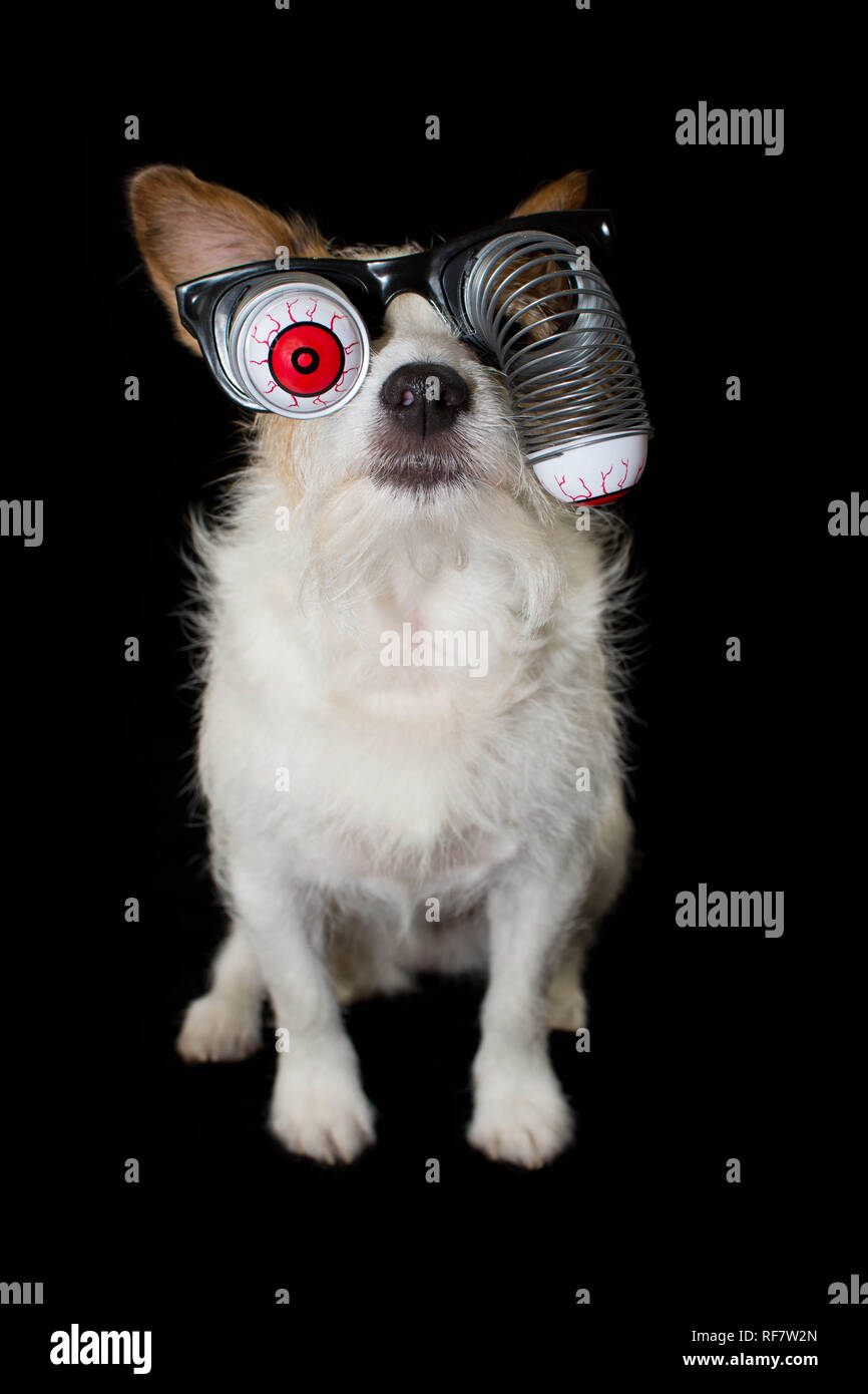 FUNNY HALLOWEEN perro Jack Russell vistiendo un traje Zombie gafas Ojos  inyectados de sangre. Aislado contra el fondo negro Fotografía de stock -  Alamy