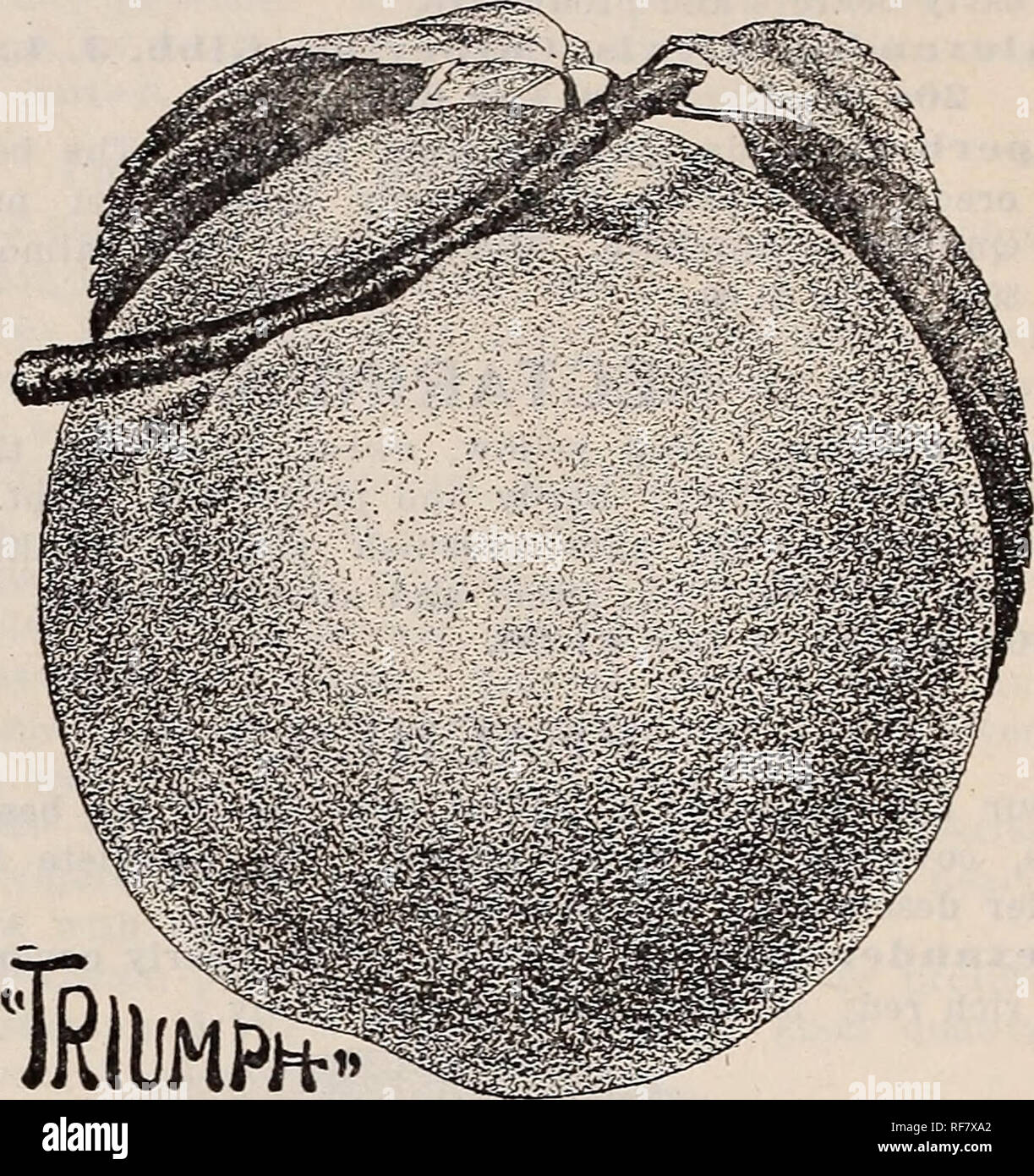 . En otoño de 1900. Viveros Painesville Ohio Catálogos catálogos; flores; las bombillas (Plantas) Catálogos; Plantas ornamentales, plántulas de árboles frutales; catálogos catálogos; fruto de los catálogos. 48 Los cigüeñas &Amp; CO. XtARftTSOX CATALOOtTE principios ríos grandes, de color blanco cremoso, con mejillas rosadas, jugosa y de fusión. Agosto Engles 3Iammotli-grande, de color amarillo; se asemeja a finales de Crawford, más productiva y más tarde. Octubre Fitzgerald-una mejora pronta Crawford, siendo totalmente iguales en tamaño, calidad y color, en Canadá y en Michigan ha demostrado ser una de las más resistentes. Fruto grande, brillante, de color amarillo brillante, teñida de rojo; f Foto de stock