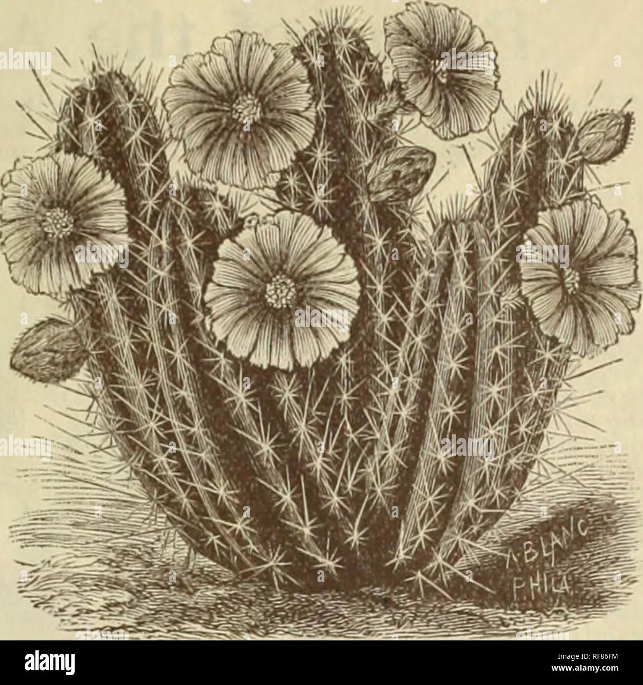 Featured image of post The Best 16 Exoticas Flores Raras Y Bonitas