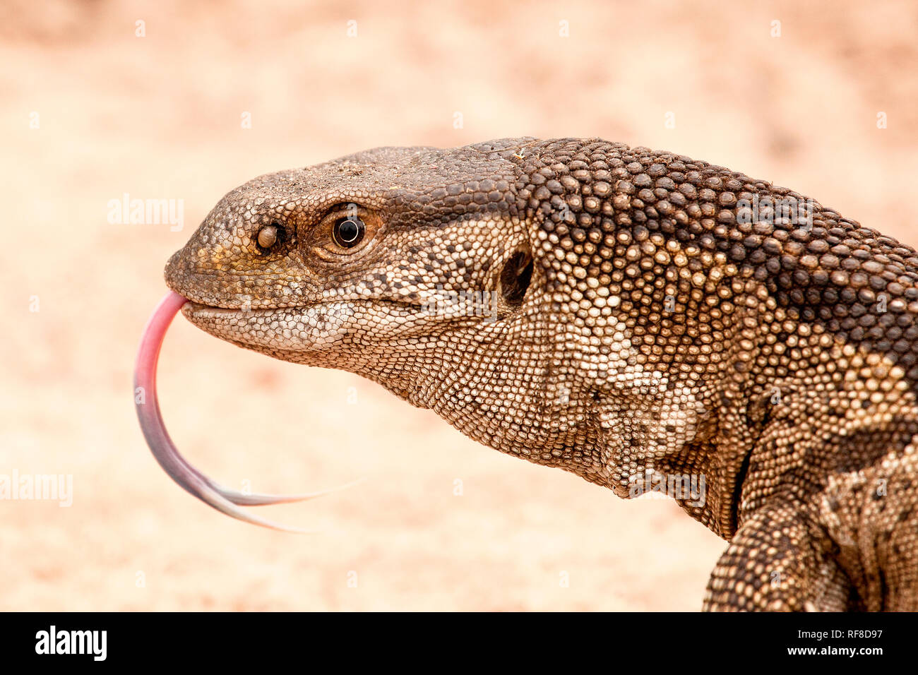 Monitor de roca, jefe del lagarto Varanus albigularis, lengua, fondo de  arena Fotografía de stock - Alamy
