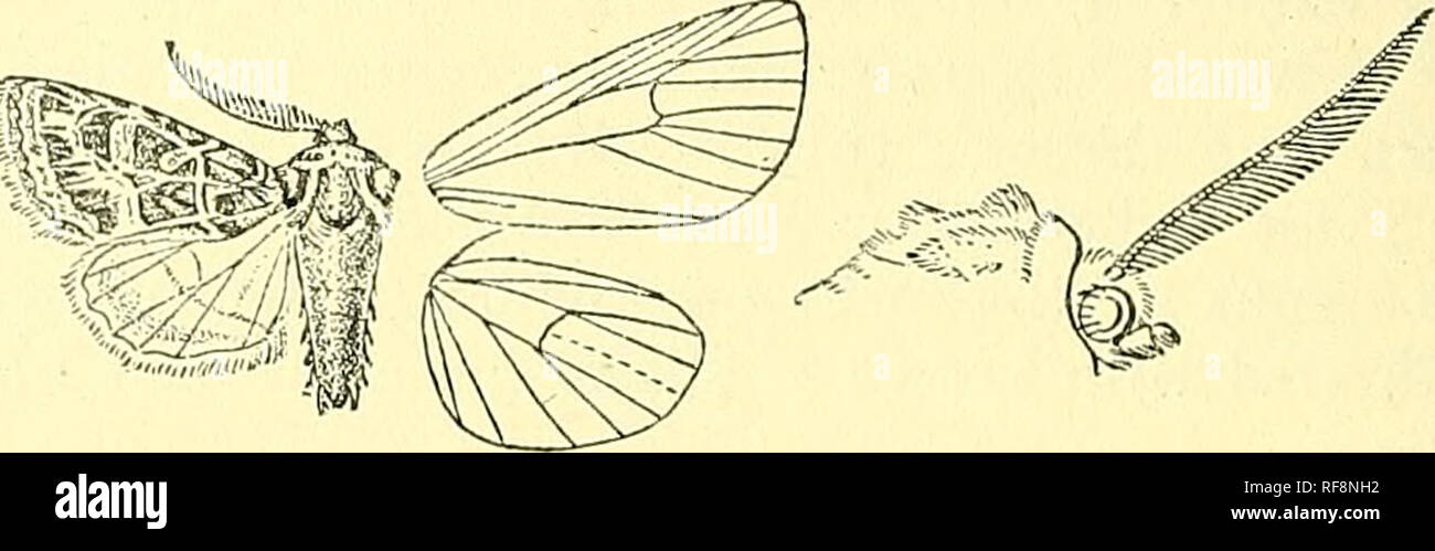 . Catálogo de la Lepidoptera Phalaenae en el Museo Británico. Polillas; Lepidoptera. 134 KOCIUIBiE. dobladas hacia fuera debajo de eosta, dentados, por debajo de la vena 4 doblado hacia adentro a continuación reniformes, obsoleto marpn hacia el interior, algunos puntos blancos más allá de costa blanca línea subterminal; definida en el lado interior de las marcas y en negro dentados por exterior, rufo casi uniformemente curvada de costa a submedian plegado, donde es incurved ; un terminal serie. Fig. 38.-Lcucochlwna hisplda, (^. . De pequeños negro lunules definido por blanquecinas en la cara interior; cilios ochreous fuscous y marrón en la base, pálido en las puntas. Hind wing br Foto de stock