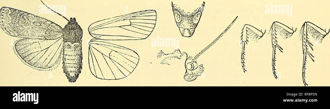 . Catálogo de la Lepidoptera Phalaenae en el Museo Británico. Polillas; Lepidoptera. AGKOTTS. 441 y circunferencia definidas por fuscous; la línea hacia termen postmedial más de lo usual, curvos, dentados indistinto; la línea subterminal marrón pálido, definido por el lado interior, un ángulo en vena 7 y excurved en Oriente ; un terminal serie de puntos negros que suelen presentar; cilios fuscous ochreous con línea a través de ellos. Hind ala marrón oscuro, el interspaces del área discal blanquecina y semihyaline; cilios marrón en la base blanquecina en las puntas ; el bajo- cara pálida, la costal y terminal Foto de stock