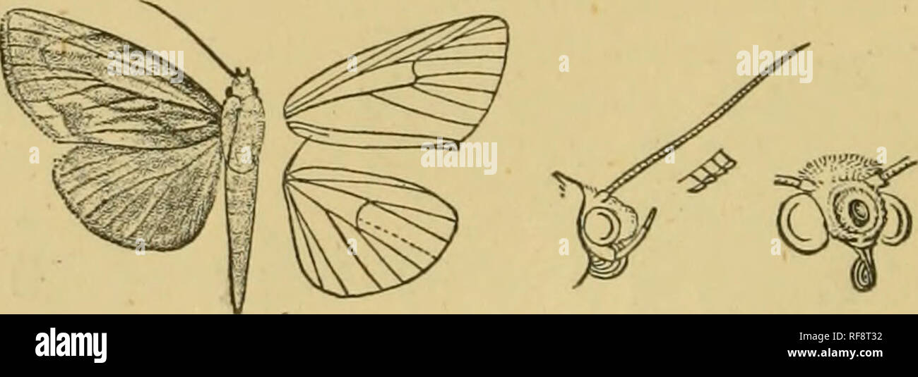 . Catálogo de la Lepidoptera Phalaenae en el Museo Británico. Las polillas. 210 nï¿½tuidos^. línea medial derivadas de la costa hacia el ápice, dobles, dentados, de ladrillo rojo- en las zonas amarillas, fuscous en el marrón, ligeramente por debajo de excurved costa, oblicuo a la vena 3, dobladas hacia adentro a cerca del origen de la veta 2 y nuevamente sliglitly excurved ; una línea subterminal marrón derivadas de un poco más allá de la línea postmedial curvo, oblicuo a la vena 3, luego incurved y difusa; el parche marrón con rayas amarillas en las venas en el apex ; cilios oscuro en las puntas hacia tornus. Hind ala grisácea teñida de rojo-marrón pálido ; el undersid Foto de stock