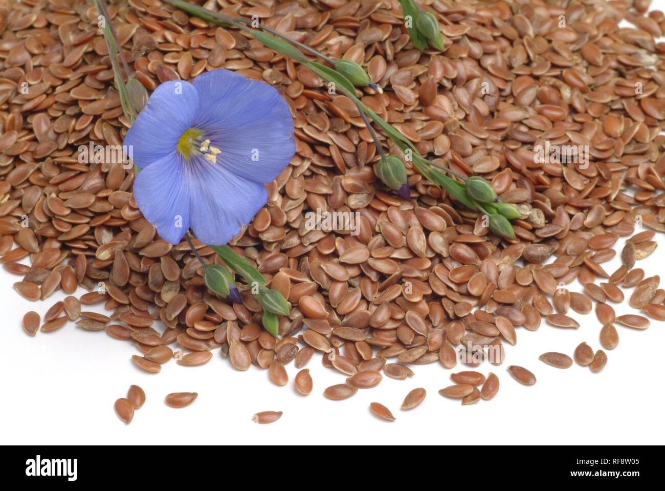 Lino o linaza (Linum usitatissimum), plantas medicinales Fotografía de  stock - Alamy