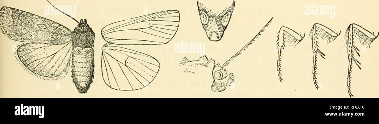 . Catálogo de lepidópteros Phalaenae en el Museo Británico. Las polillas. AGTIOTIS. 441 y circunferencia definidas por fuscous; la línea hacia termen postmedial más de lo usual, curvos, dentados indistinto; la línea subterminal marrón pálido, definido por el lado interior, un ángulo en vena 7 y excurved en Oriente ; un terminal serie de puntos negros que suelen presentar; cilios fuscous ochreous con línea a través de ellos. Hind ala marrón oscuro, el interspaces del área diseal blanquecino y semihyaline ; cilios marrón en la base blanquecina en las puntas ; el bajo- cara pálida, la costal y zonas de la terminal TIR PARDUSCO Foto de stock