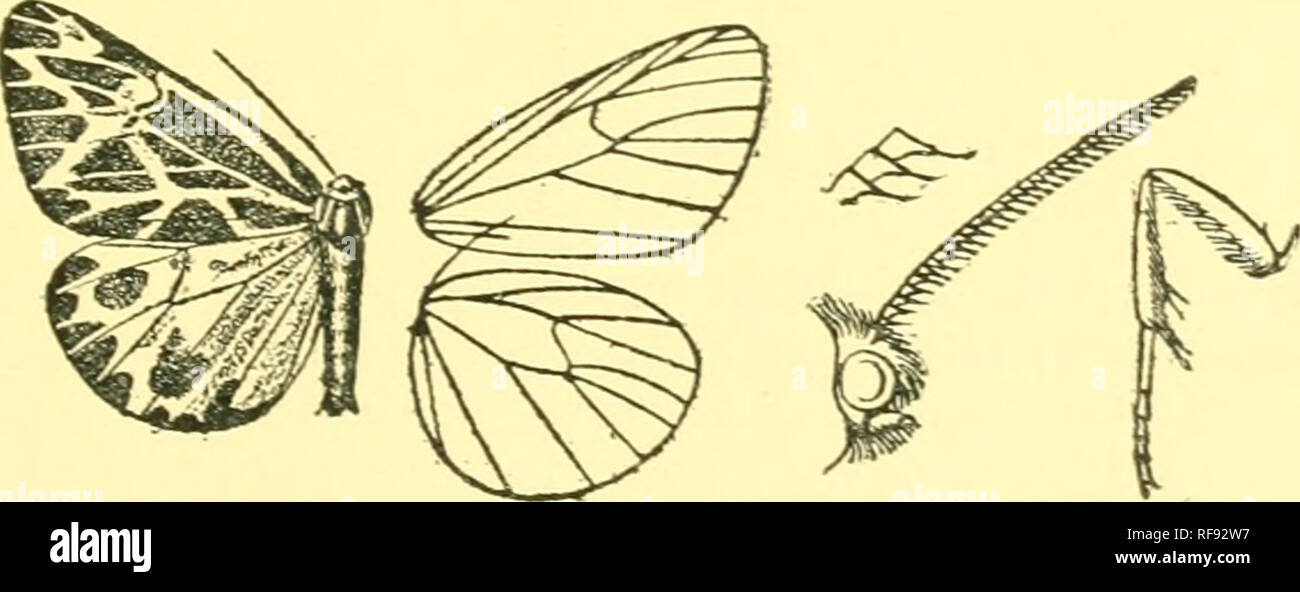 . Catálogo de la Lepidoptera Phalaenae en el Museo Británico. Polillas. l'JJRAUMATOBIA. ,*U9 a cada lado por bandas ochreous grisáceo, fuerte, difuso y oblicuo desde la costa a la vena 3, luego más estrecho y incurved; trazas .Si una curva subterminal difusa línea grisáceo; cilios ochreous grisáceo en las puntas. Hind ala crimson; pequeñas manchas negruzcas en ángulos de celda; una banda terminal negra-marrón del ápice a la vena 1. ampliar algunos- lo que hacia la costa; cilios crimson; la parte inferior con mancha negruzca en costa antes de Oriente, una barra negra en la parte superior, la zona costera discocellular marrón-negro desde arriba final cell id'. Foto de stock