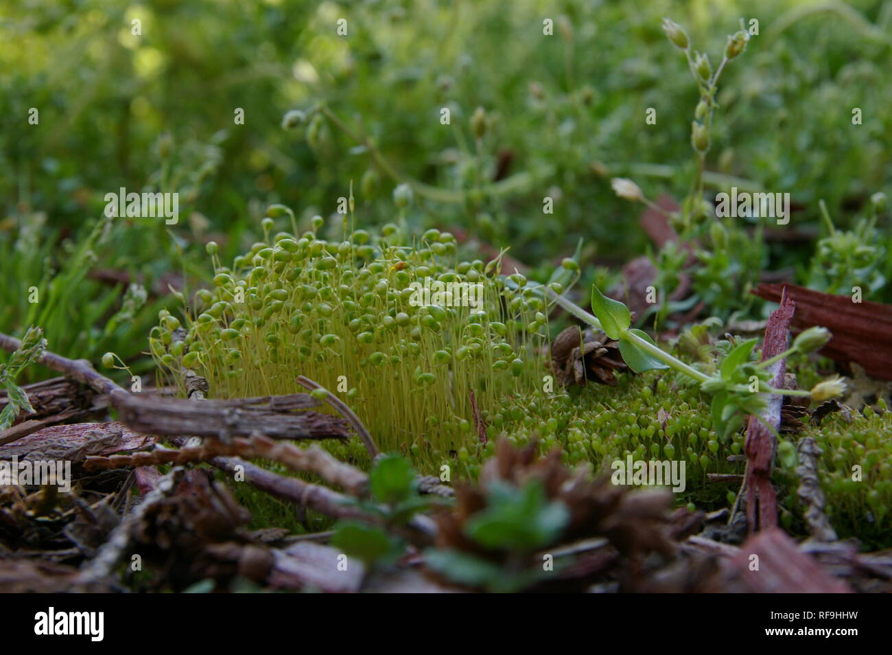 Moss con sporophytes en bosque de Indiana Foto de stock