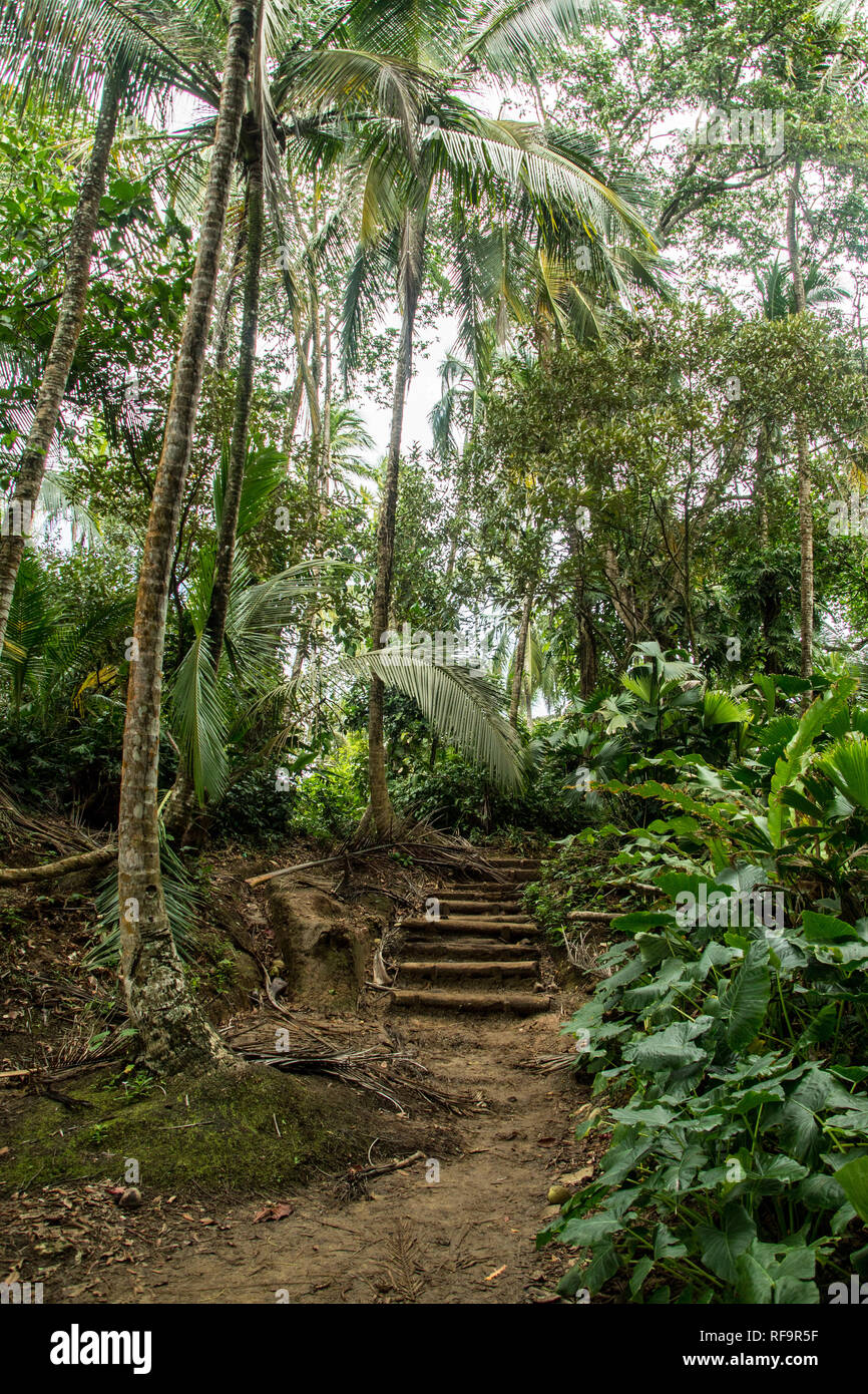 Un paisaje escénico foto de un antiguo sendero buscando con escaleras en un hermoso bosque lluvioso del Parque Nacional de Manzanillo, Costa Rica Foto de stock