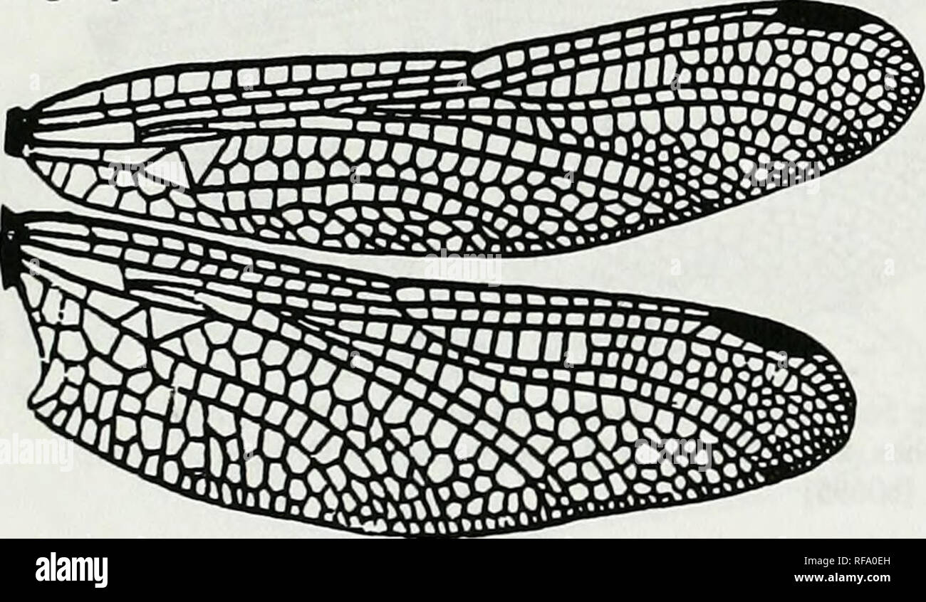 . Catálogo de la familia-group, Grupo Género y especie-Nombres de grupo de los Odonata de todo el mundo. Odonata; Odonata; Libélulas libélulas;;; Damselflies Damselflies. Rgurc 568. Alas de Paragomphus henryi Laidlaw. Después Belyshev &Amp; Haiiuinov, 1978. De Libélulas Delemiiner :81, f 31-2 [b069S] Ani:Goin:Goni:Ony:Onychogoinphini Acrogomphus Laidlaw, 1925 figura 571. Alas de Davidioides Fiaser martini. Después Belyshev &Amp; Hariionov, 1978. Deteiminer de E&GT;ragonflies :75, f 25-2 [B0695] Erpetogomphus Selys, 1857. Por favor tenga en cuenta que estas imágenes son extraídos de las imágenes de la página escaneada que ma Foto de stock