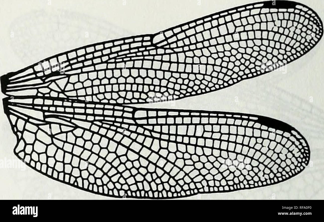 . Catálogo de la familia-group, Grupo Género y especie-Nombres de grupo de los Odonata de todo el mundo. Odonata; Odonata; Libélulas libélulas;;; Damselflies Damselflies. Rgurc 568. Alas de Paragomphus henryi Laidlaw. Después Belyshev &Amp; Haiiuinov, 1978. De Libélulas Delemiiner :81, f 31-2 [b069S] Ani:Goin:Goni:Ony:Onychogoinphini Acrogomphus Laidlaw, 1925 figura 571. Alas de Davidioides Fiaser martini. Después Belyshev &Amp; Hariionov, 1978. Deteiminer de E&GT;ragonflies :75, f 25-2 [B0695] Erpetogomphus Selys, 1857. Por favor tenga en cuenta que estas imágenes son extraídos de las imágenes de la página escaneada que ma Foto de stock