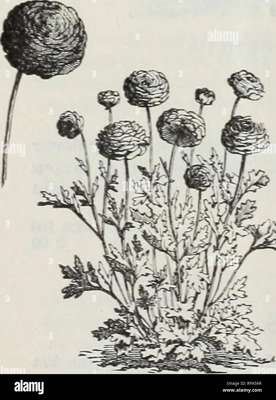 Catálogo de los bulbos holandeses y otras raíces de floración: además de  plantas y semillas para plantar en otoño y en invierno la decoración de la  casa. Los catálogos de semillas