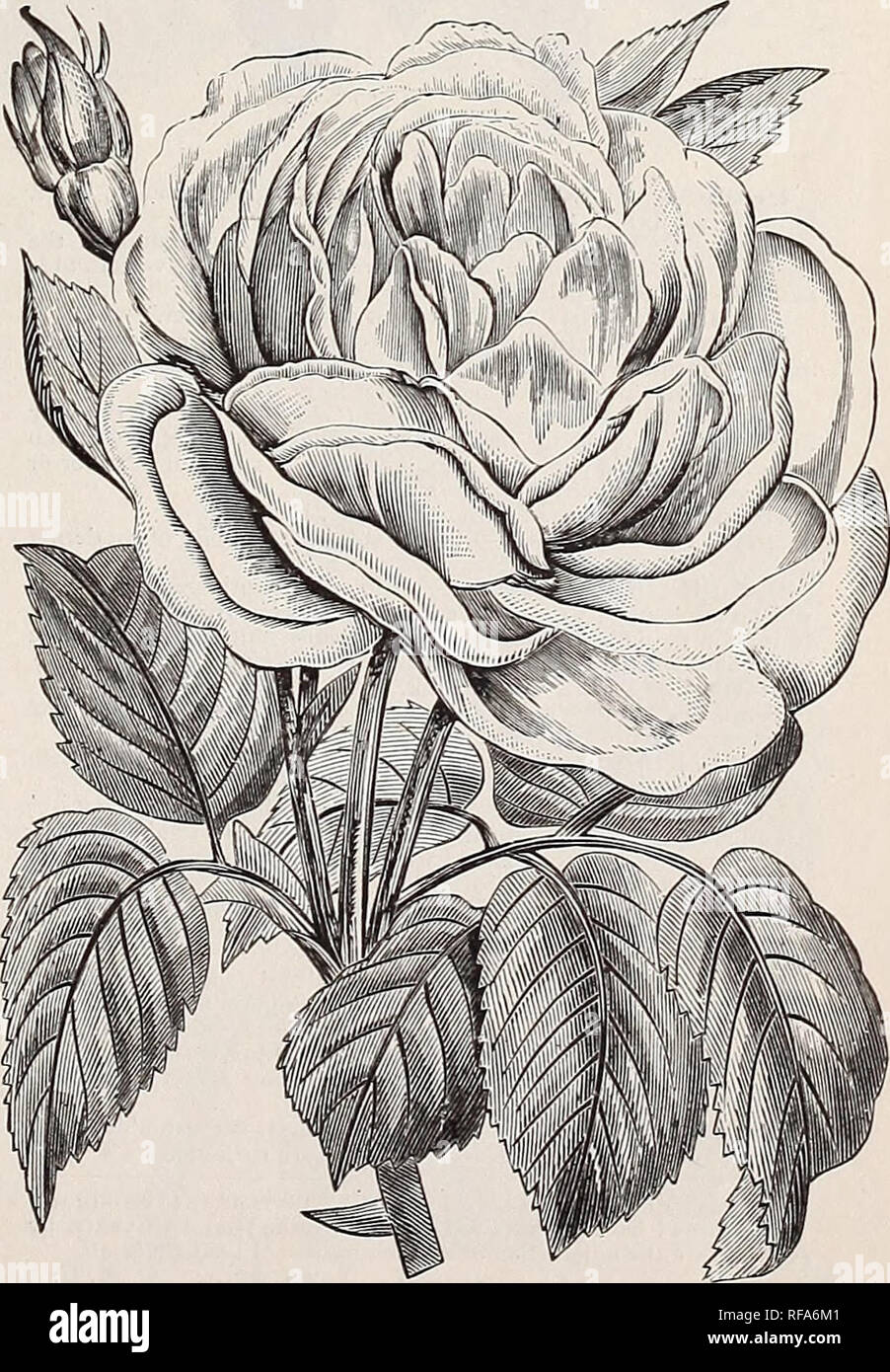 Catálogo [de] Cottage Rose Garden, 1889. Viveros Catálogos de Ohio; flores  catálogos. r él Tea Rose bien puede ser tomado como un sinónimo de todo lo  que es delicadamente bella. Lo