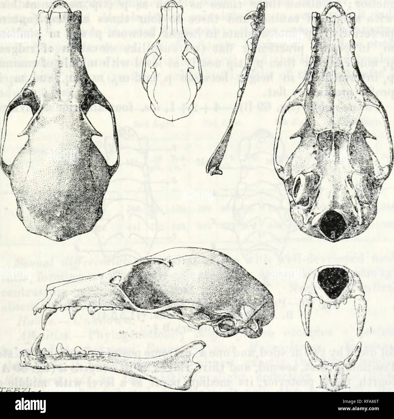surco infraorbitario del maxilar