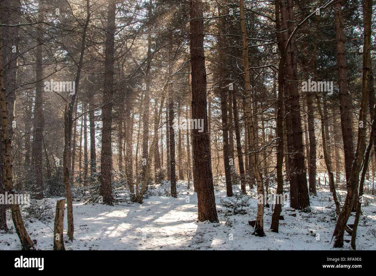 Nieve en el bosque Foto de stock