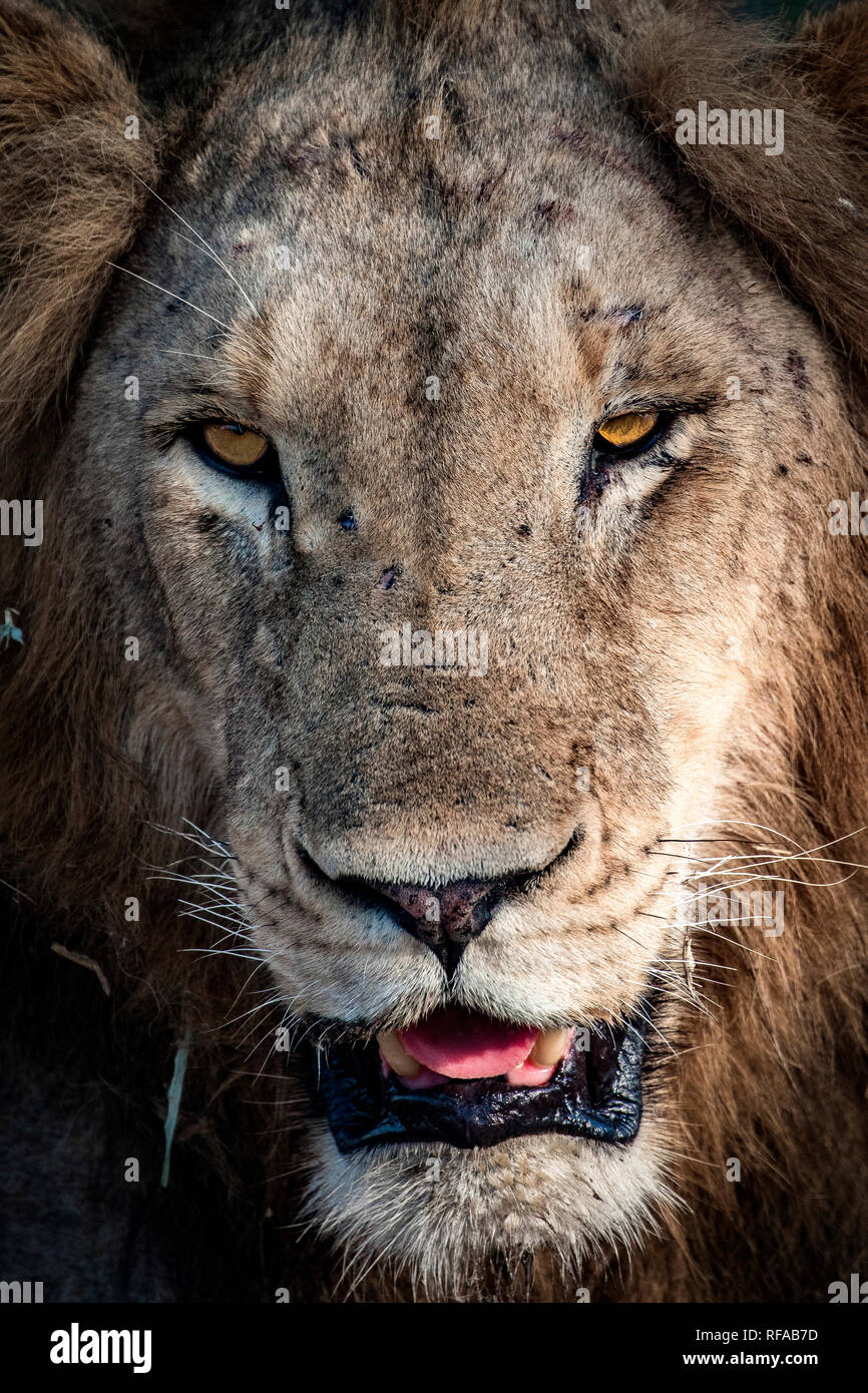 Un hombre cabeza de león, Panthera leo, cicatrices en la nariz, apartar la mirada, con ojos amarillos, mostrando su lengua y dientes. Foto de stock