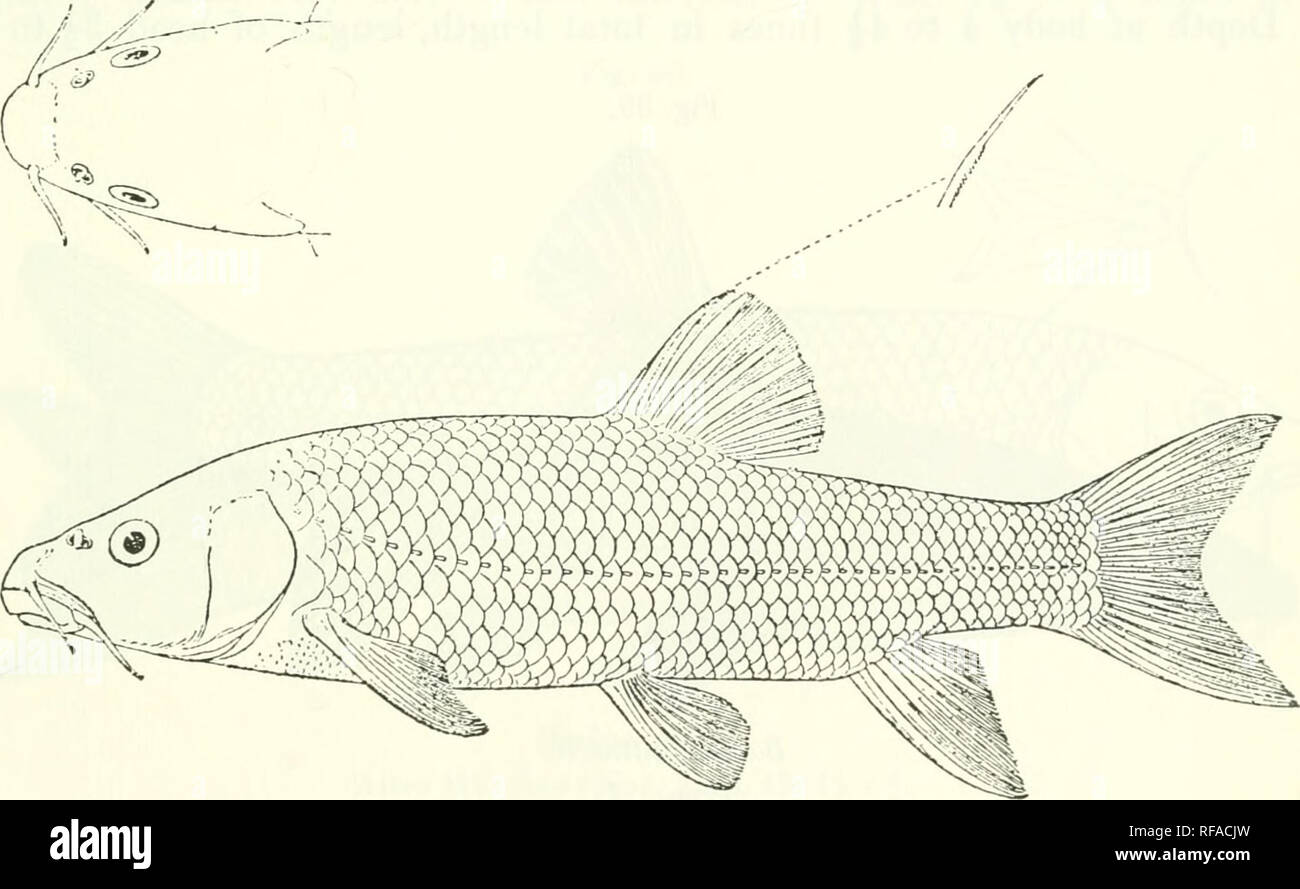 Catalogo De Los Peces De Agua Dulce De Africa En El Museo