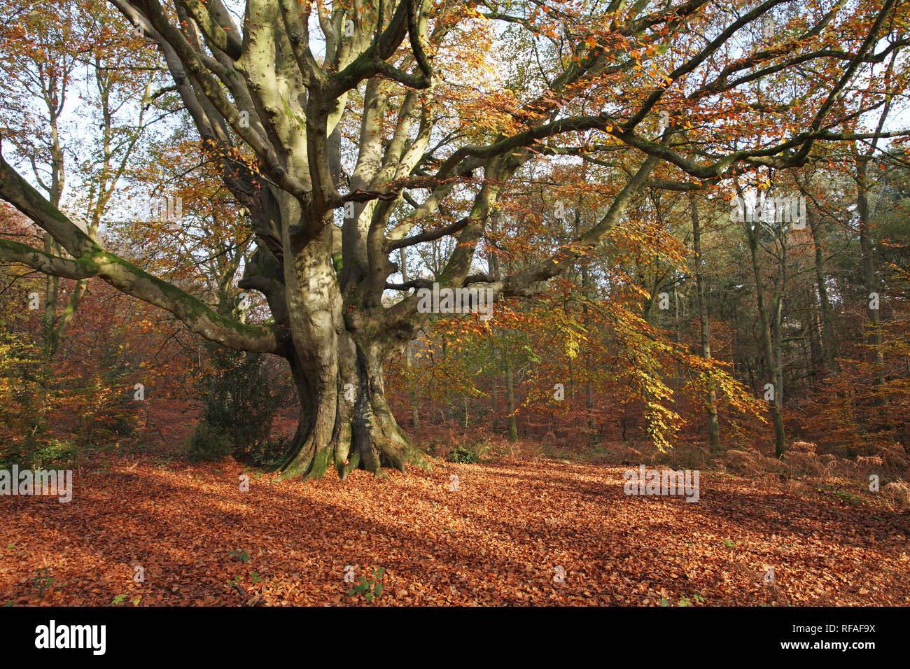 Antiguo bosque de hayas Fagus sylvatica Savernake Wiltshire, Inglaterra Foto de stock