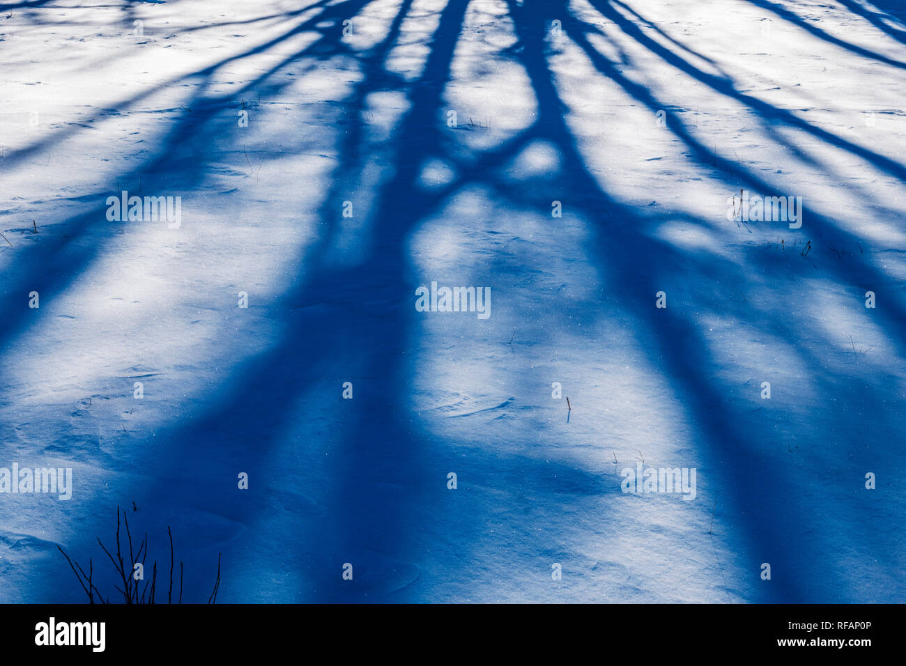 Árboles cast shadows abstracto sobre la nieve fresca; Vandaveer Ranch; Salida, Colorado, EE.UU. Foto de stock