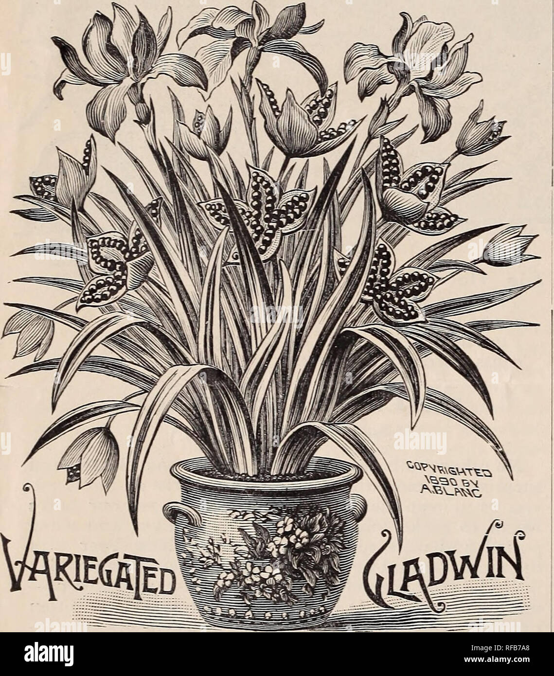 Catálogo de bulbos durante el invierno y la primavera de la floración. Los  viveros, Pennsylvania, catálogos; Flores, catálogos; lámparas (Plantas),  catálogos. Bombillas para el invierno rara florescencia. Istneiie  Calathiniini, continuó, floreció