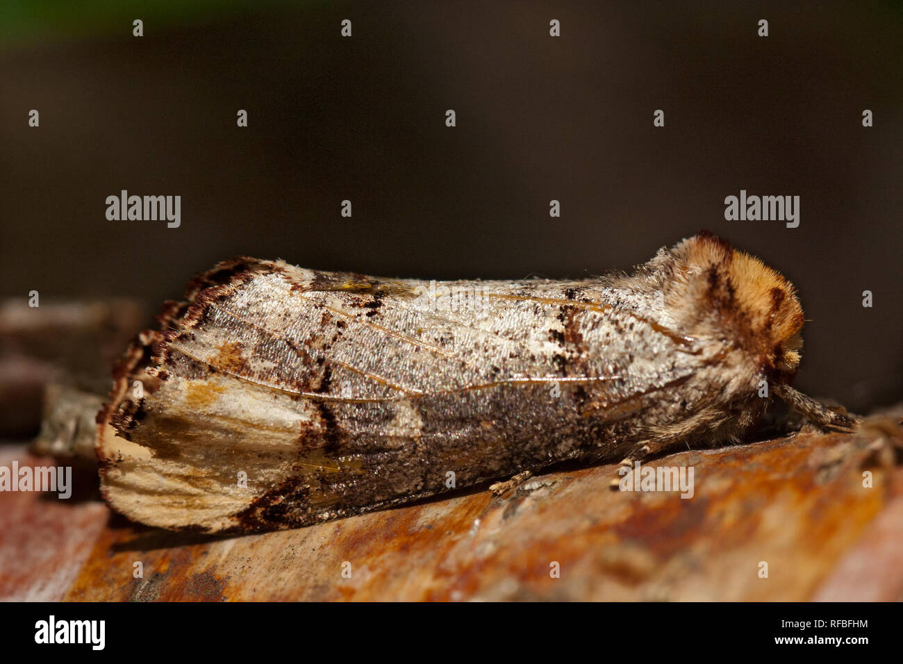 Buff-tip moth escondidos en el tronco de un abedul Fotografía de stock -  Alamy