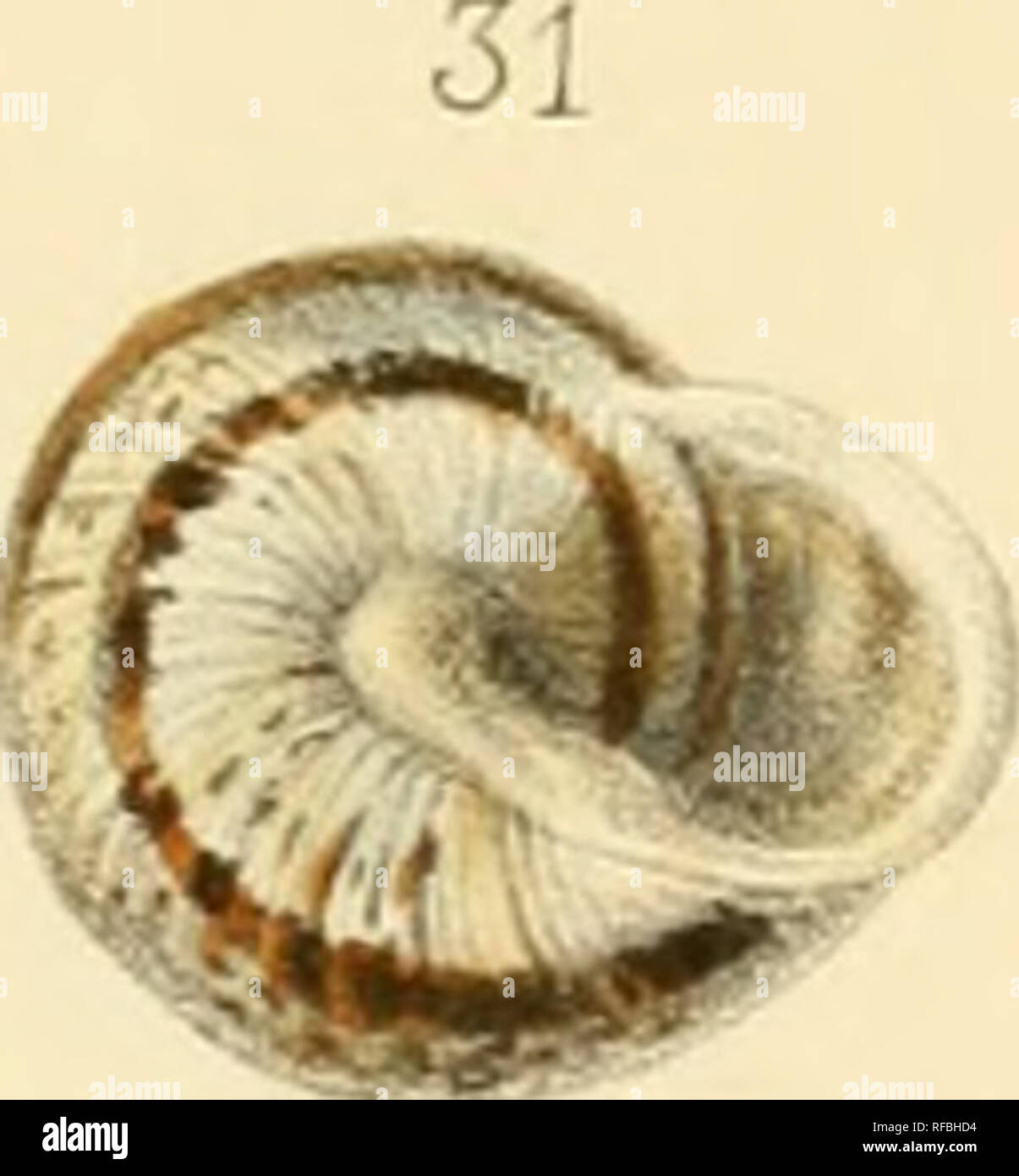 . Catalogo el iconografico y descriptivo de los moluscos terrestres de España, Portugal y las Baleares. Moluscos; moluscos; moluscos. 29 <a^5^"^^. 33 22_24-. HellX Baleárica, Ziegler. 25-28. H'OTll CompaTlA , alerón. 29 _ 33, H Mmoricensis , Mütre .. Por favor tenga en cuenta que estas imágenes son extraídas de la página escaneada imágenes que podrían haber sido mejoradas digitalmente para mejorar la legibilidad, la coloración y el aspecto de estas ilustraciones pueden no parecerse perfectamente a la obra original. Hidalgo, J. G. (Joaquín González). Madrid Foto de stock