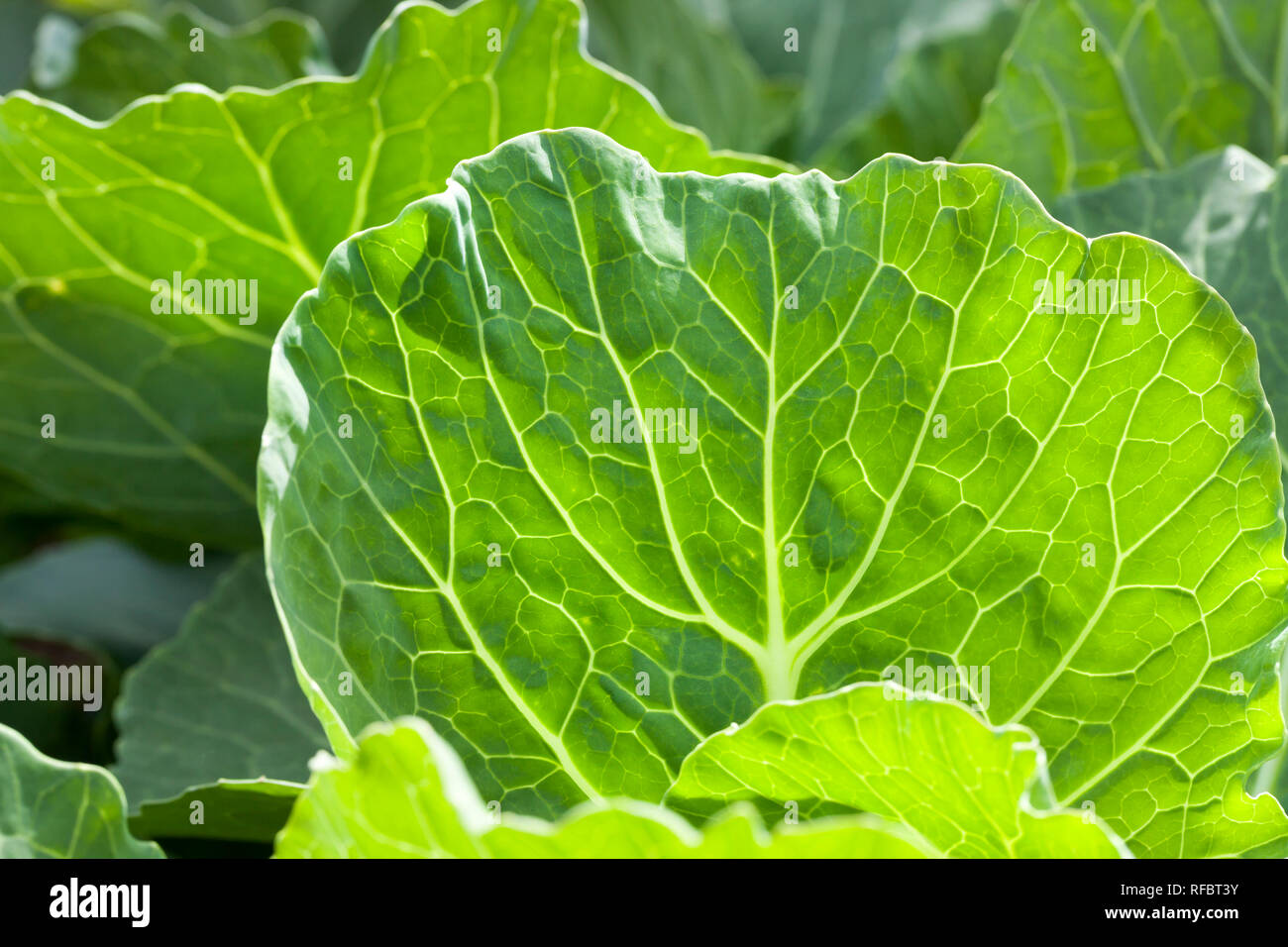 Unas cuantas hojas de repollo en la primavera o verano, primer plano de un  campo agrícola Fotografía de stock - Alamy